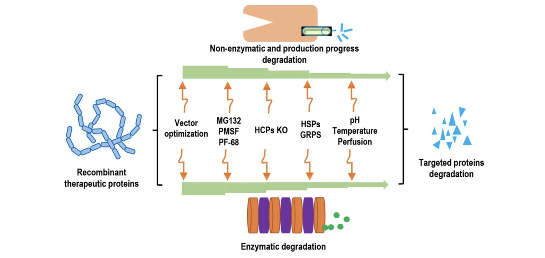 Post-Translational Modification Capabilities in CHO Cells