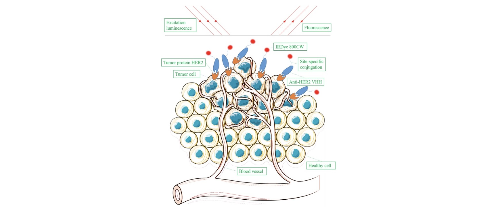 VHH Antibody Production and the Role of VHHs as Imaging Probes