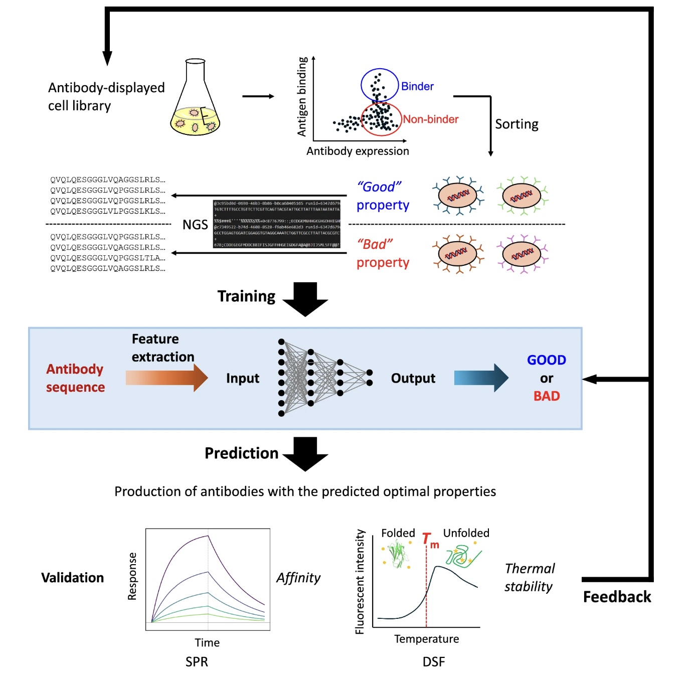 Why CHO Expression Matters for Antibody Screening and AI Model Training