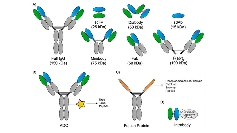 次世代抗体フォーマット（Next-Generation Antibody Formats）