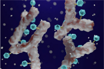 January 2024: Antibody-Drug Conjugates - Emerging into 2024