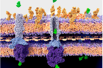 February 2024: Antibiotic antibodies, antibiotic conjugates, and antimicrobials!