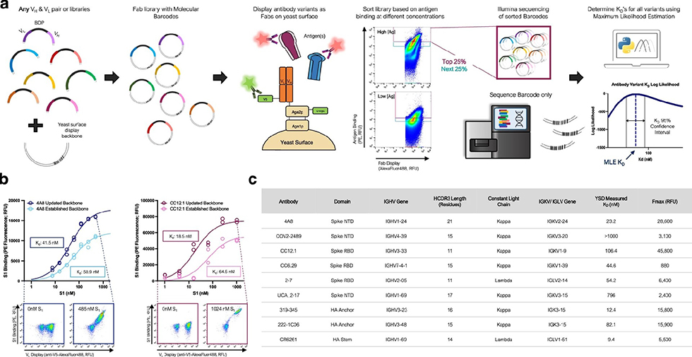 Week 2, May 2024: Computational Design of Antibodies