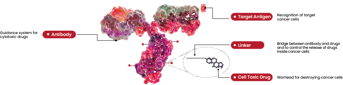 ADC Structure
