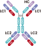 CrossMab DAR4偶联-质谱分析