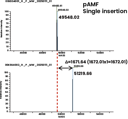 pAMF Single insertion