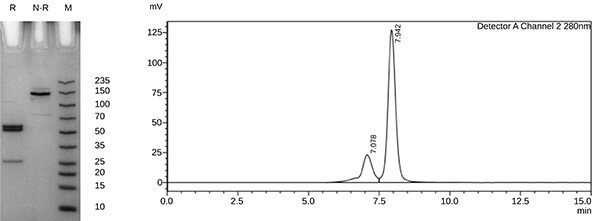 afucosylated-case2-2