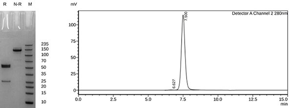 afucosylated-case2-3