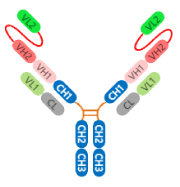 bispecific-case1-1