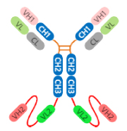 bispecific-case1-3