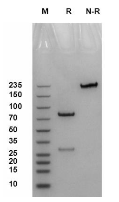 bispecific-case1-2