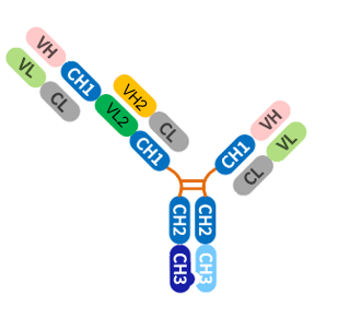 bispecific-case1-1