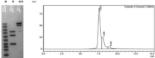 bispecific-case1-1