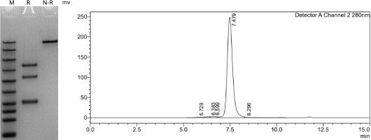 bispecific-case1-1