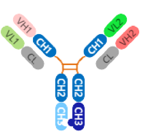 bispecific-case1-1