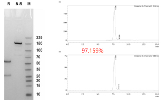 bispecific-case1-1